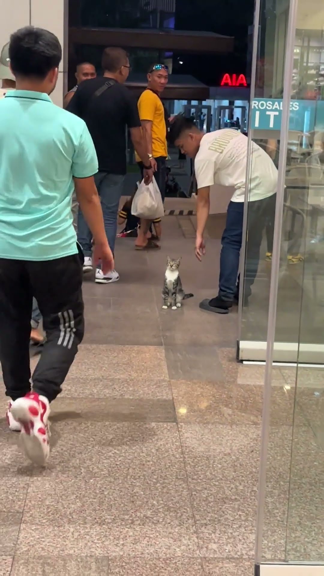 Friendly Cat Greets Mall Patrons at the Door || ViralHog