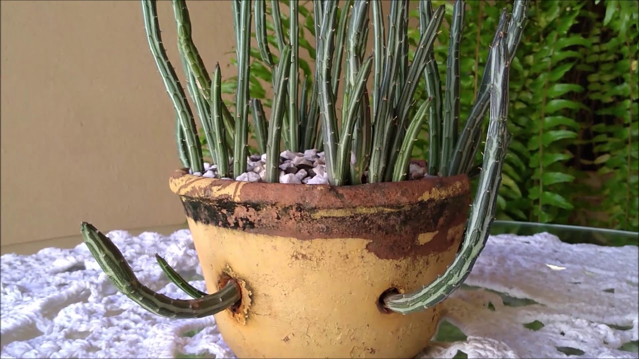 SENECIO STAPELIIFORMIS - DICAS DE CULTIVO E CURIOSIDADES