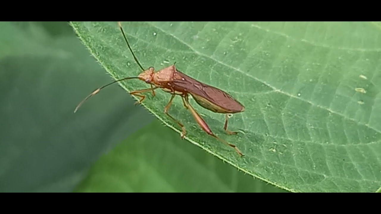INSECTO MARRÓN BARRIGA VERDE AMAZONÍA SORPRENDENTE. YouTube INSECTO MARRÓN BARRIGA VERDE AMAZONÍA SORPRENDENTE. YouTube