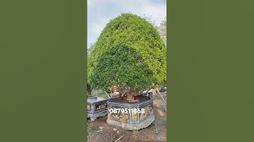 Nguyêt quế cổ thụ tại vườn sưu tầm Lh em @879511868 #caycanh #nguyetque #quynhhuonggarden