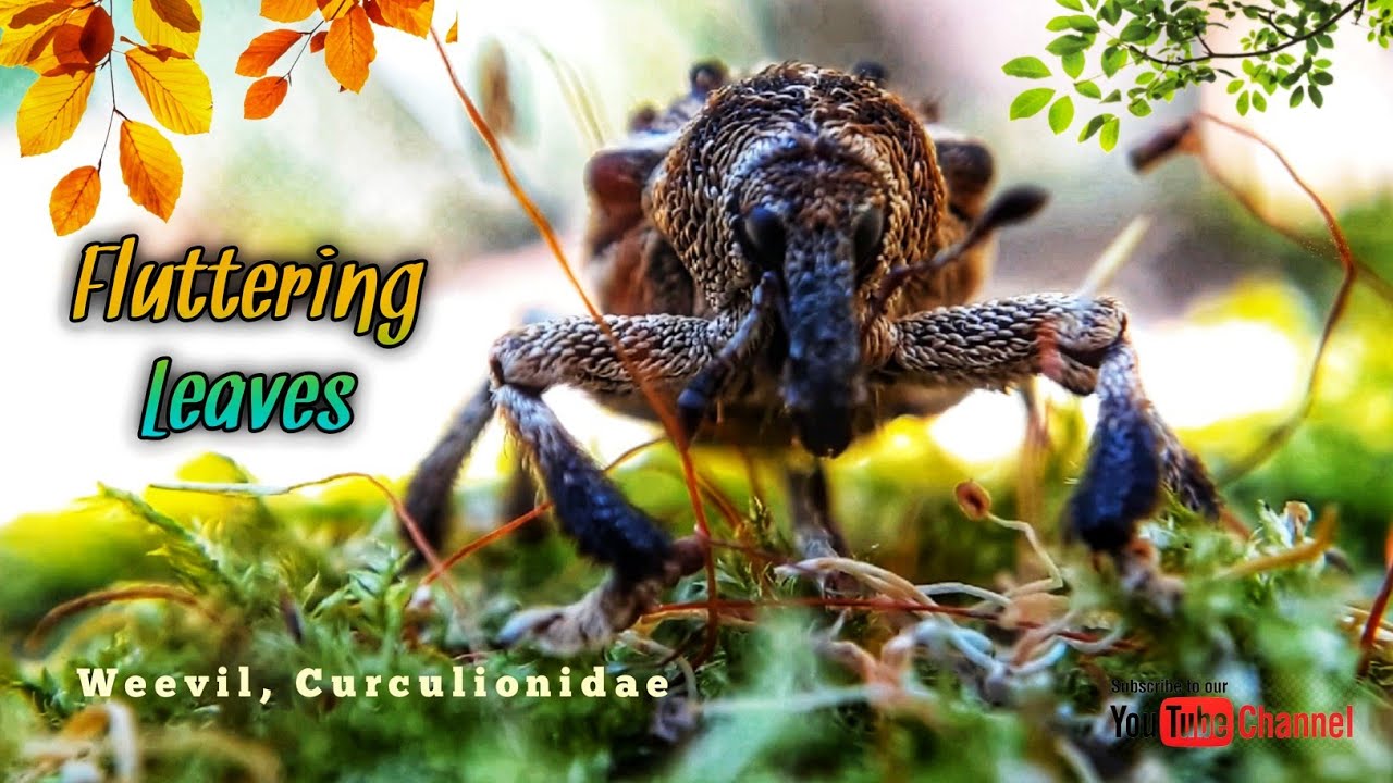 A Weevil ,Curculionidae is with fluttering leaves | Busy insects #13 | Fluttering Leaves