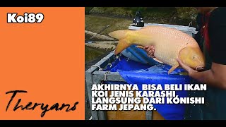 THE RYANS : Akhirnya Punya Ikan Koi Import Warna Kuning Jenis Karashi, Konishi Koi Farm. Murah Lagi!