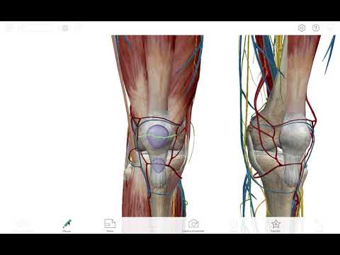 Vídeo: Anatomía, Función Y Diagrama Del Ligamento Rotuliano Medial - Mapas Corporales