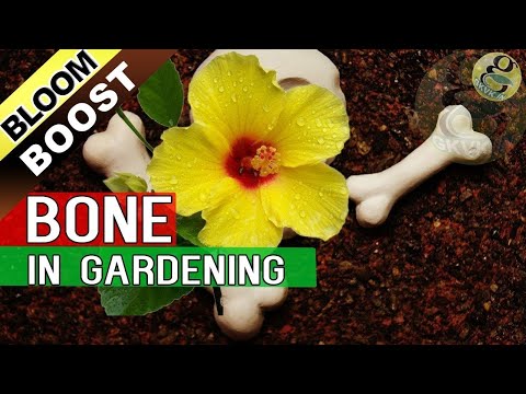 Video: Îngrășământ cu făină de oase: Cum să utilizați făina de oase pe flori