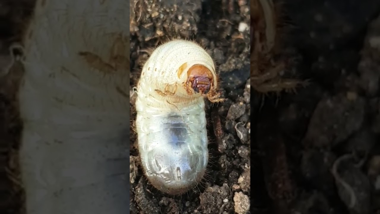 vers blanc ou larve de cetoine?