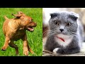 🐱 🐶 😂 Funny Cats and Dogs Videos, May 2021 | Try Not to Laugh or Grin | Cute and Funny Animals