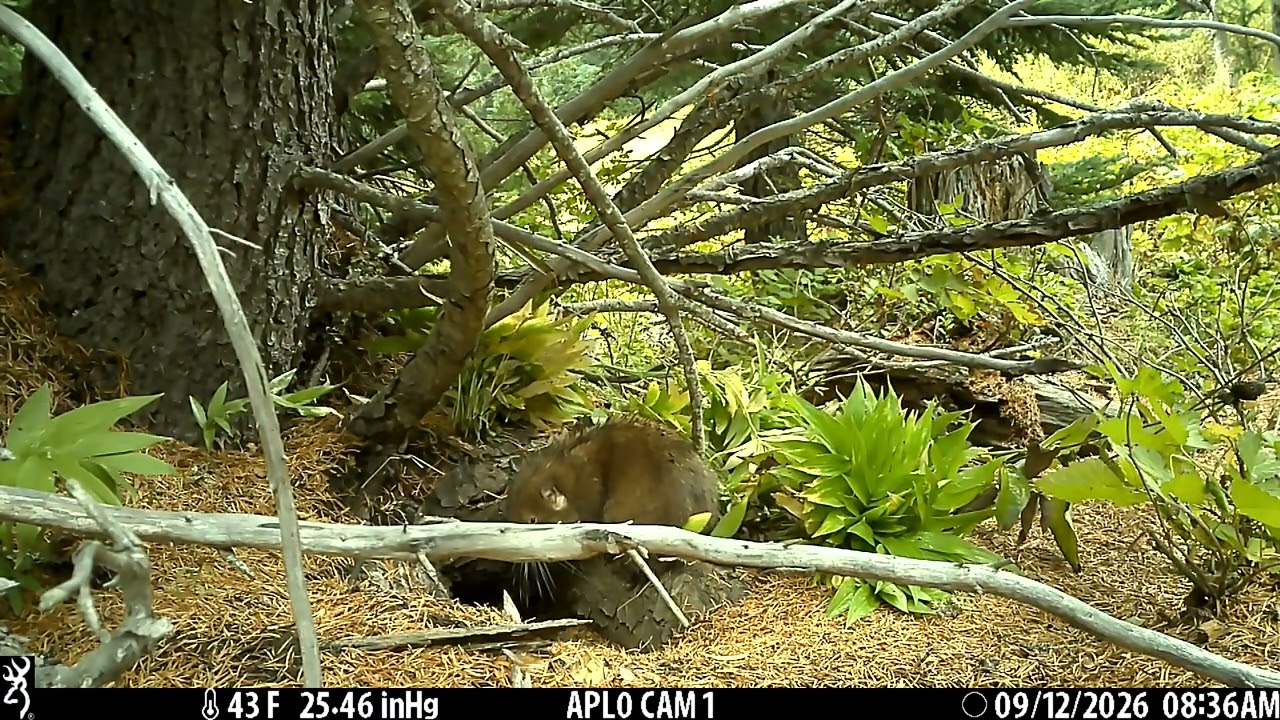 Mountain Beaver Making Haystacks