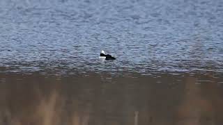 BUFFLEHEADS