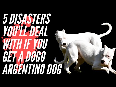 FIVE DISASTERS YOU LL DEAL WITH IF YOU GET A DOGO ARGENTINO