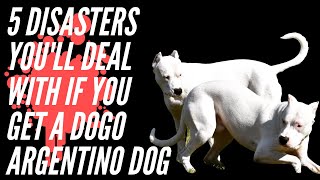 FIVE DISASTERS YOU’LL DEAL WITH IF YOU GET A DOGO ARGENTINO