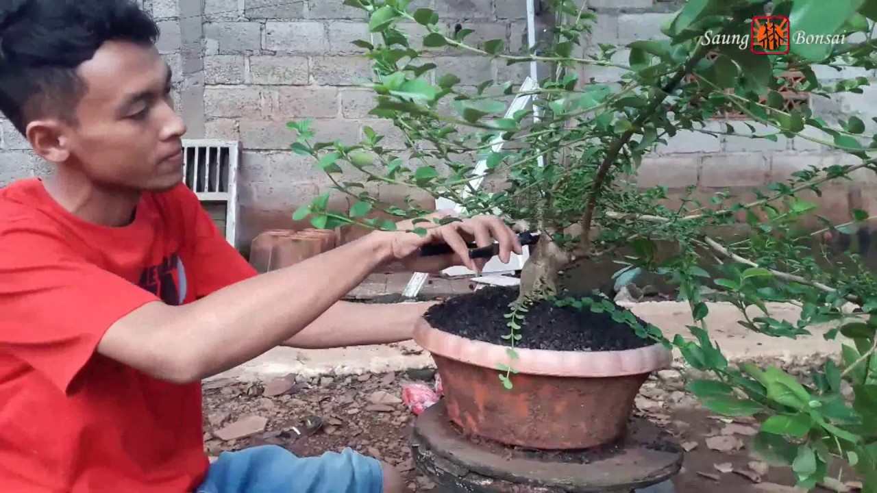 Bonsai sancang : tips pembentukan dasar bonsai sancang - YouTube