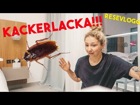 vlogg: HITTAR EN GALEN KACKERLACKA PÅ RUMMET🤢 - YouTube