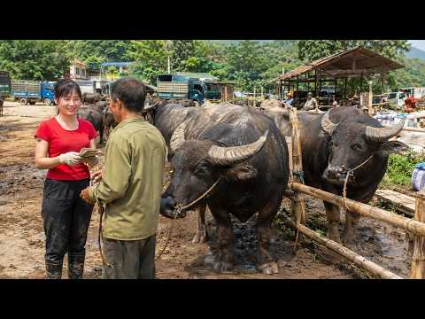 Buying 2 Giant Water Buffaloes From Farmers | Busy Buffalo Market