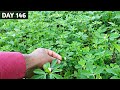 ऐसे ले मेथी की अच्छी Growth ? Organic तरीके से | Day 146
