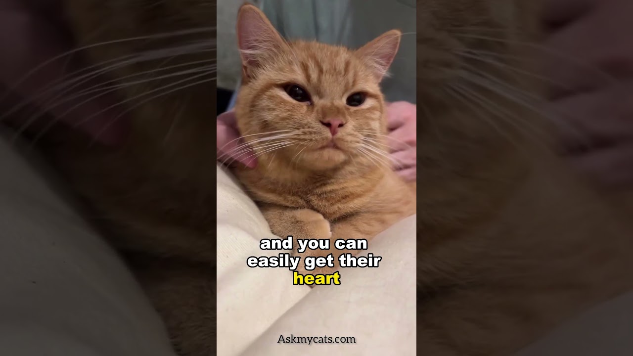 three easy tips to bond with your cat. 
