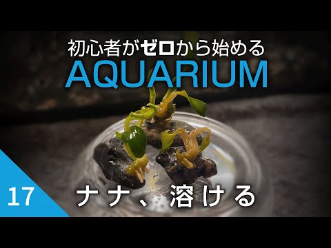 beginner's aquarium challenge [17] Anubias Nana, melting. - YouTube