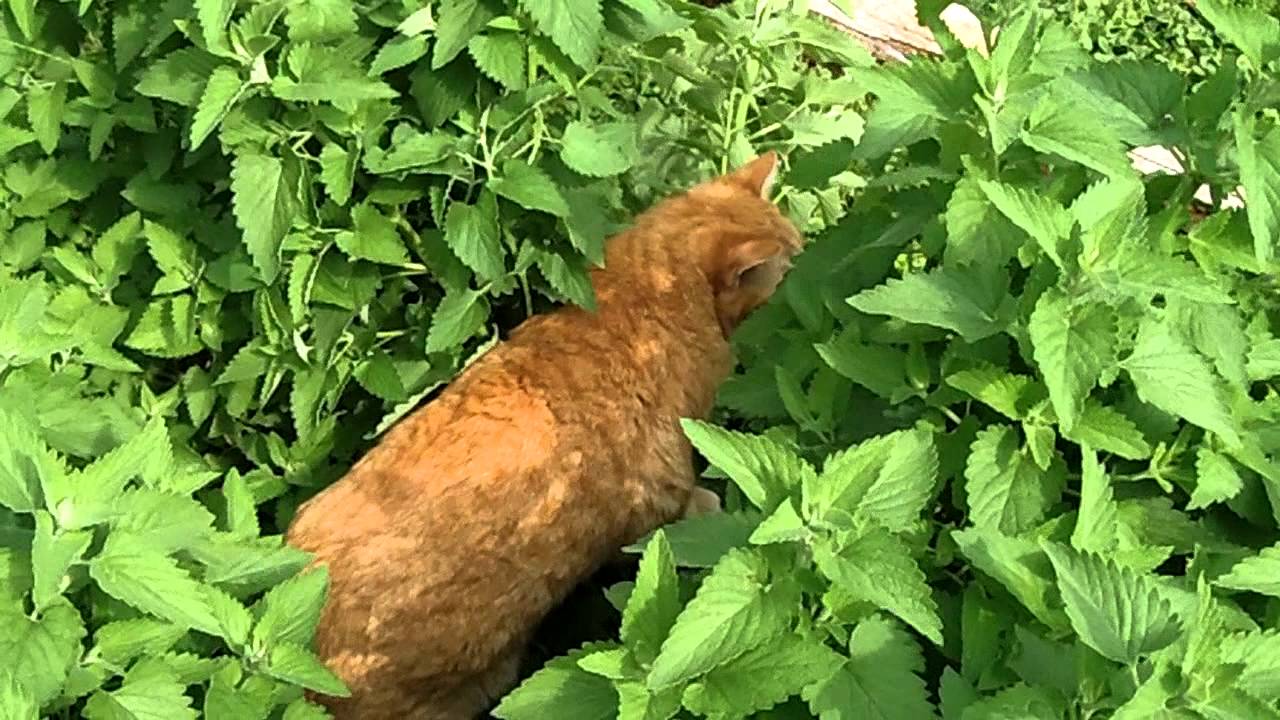 Catnip Garden 