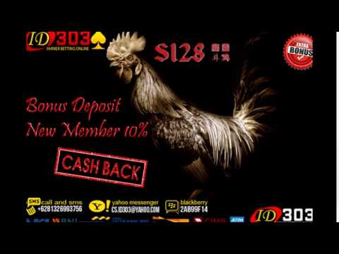 ID303 Link www.s128.net Sabung Ayam Online Alternatif