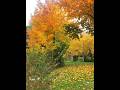 Nostalgic season🍁 Сезон ностальгии 🍁 #autumn #golden #fall #leaves #осень2025 #природныепейзажи