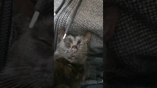 I Just Wanna See Does My Cat Worth A Million Views Or Not