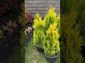 #lawncare #plants #landscaping