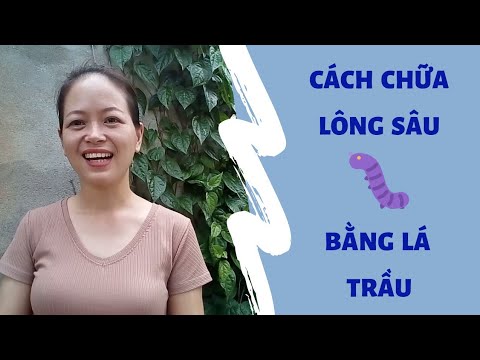 Video: Các Bài Thuốc Dân Gian Trị Sâu Bướm: Làm Thế Nào để Nhanh Chóng Hết Vết Thâm Tại Nhà? Những Cách Hiệu Quả Nhất để đối Phó Với Sâu Bướm Trong Tủ Quần áo Của Bạn