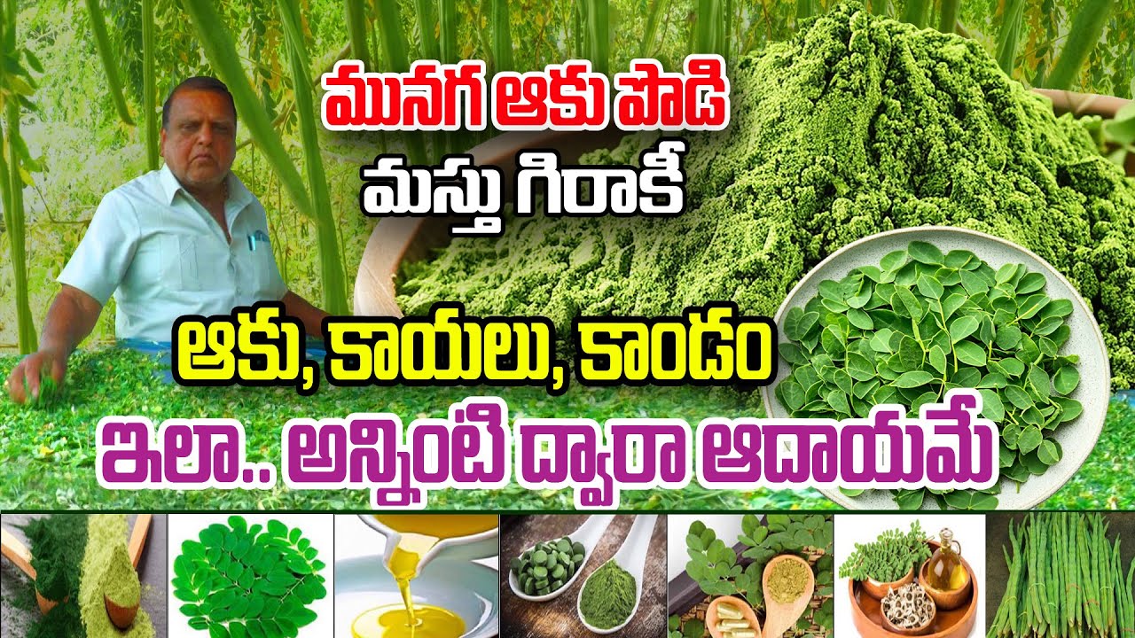 Порошок из листьев калины — порошок из листьев калины поистине золотой | Rajshekhar @Raitunestham