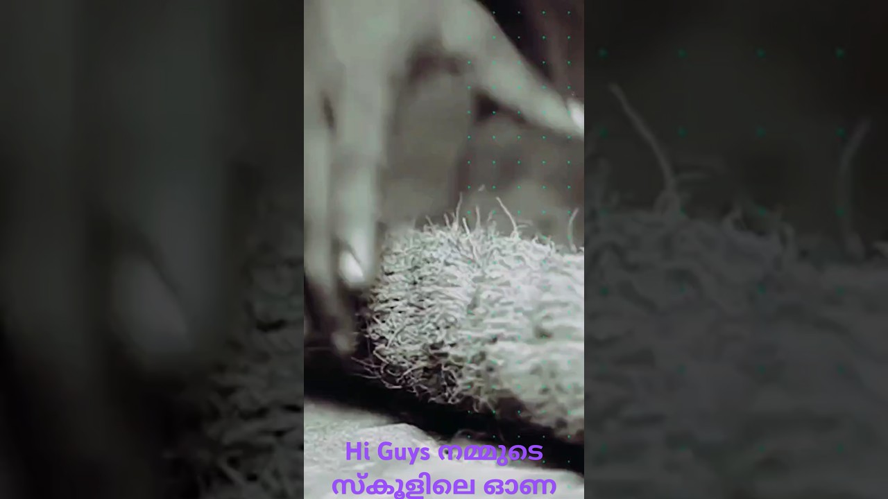 Narikkunnu Up School ഓണ പരിപാടികൾ