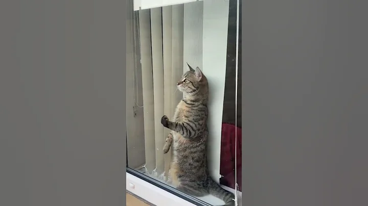 Watch the video about Indoor Cat Shocked By Outdoor Cat