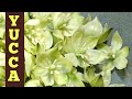 Yucca Flower Recipes - Fast and Easy Stir Fry