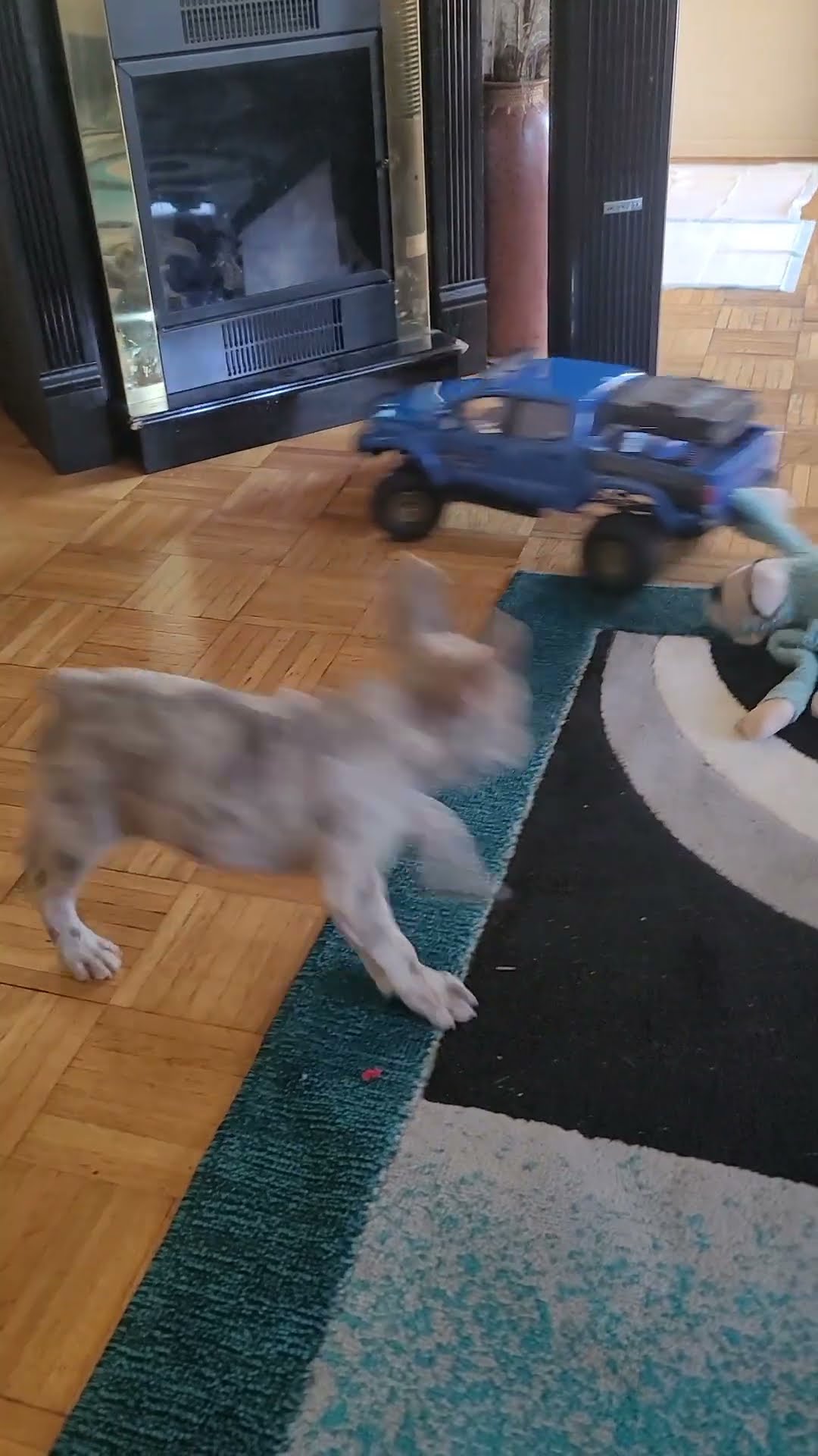 Tiny Truck Tows French Bulldog || ViralHog