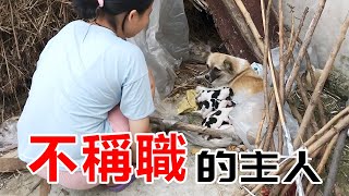 "流浪狗"在柴堆生了一窩狗崽，沒飯吃餓得直叫，好心男子堅持餵食。10天後，主人回來了...