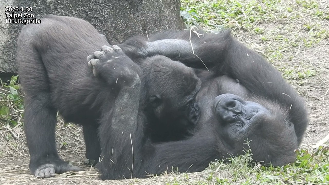 little gorilla Jabali Ringo 追逐打鬧/Ringo堅持要喝奶/D'jeeco。Tayari。Jabali 焦急等開門.煩躁到奔跑 2026-1-30 13:28-14:52