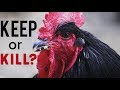 Roosters... Should You Keep Them? Process Them? What To Do!?