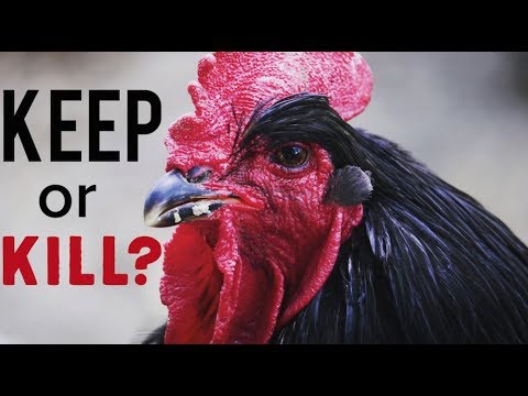 Wideo: Czy koguty są dobre do jedzenia?