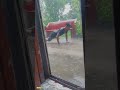 gym boys in rain #fitness #calisthenics #rain