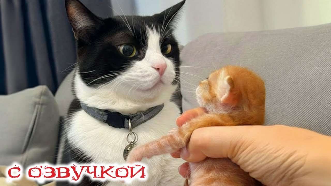 Приколы с котами! С ОЗВУЧКОЙ! Смешные коты и собачки! САМЫЕ СМЕШНЫЕ ЖИВОТНЫЕ! До слез!