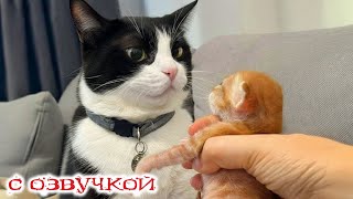 видео: Приколы с котами! С ОЗВУЧКОЙ! Смешные коты и собачки! САМЫЕ СМЕШНЫЕ ЖИВОТНЫЕ! До слез! картинка: Приколы с котами! С ОЗВУЧКОЙ! Смешные коты и собачки! САМЫЕ СМЕШНЫЕ ЖИВОТНЫЕ! До слез!