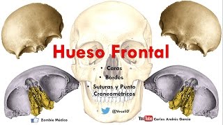 Anatomy - Frontal Bone (Faces, Borders, Craniometric Points)