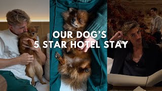 Our Dog Was Invited To Stay At A 5 Star Hotel : Jacob & Max