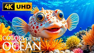 Barriera Corallina Rilassante 4K Ultra HD 🐟 Splendide Formazioni Coralline e Tranquilli Mormorii de screenshot 5