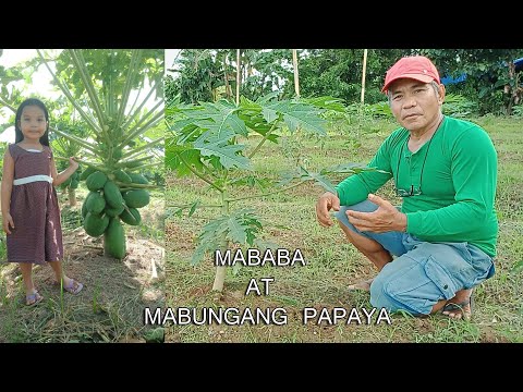 Video: Ano ang Nagiging Dahilan ng Pagbaba ng Papaya: Paano Pigilan ang Pagbasag Sa Mga Punla ng Papaya