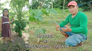 PAANO GAWING MABABA AT MABUNGA ANG PAPAYA || By: Tata Johnny's Tv || Vlog #30