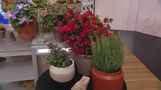 Spring Garden Refresh with Pretty Little Planter