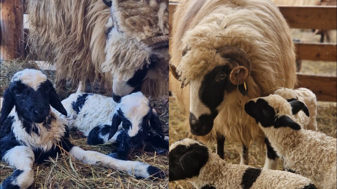 AU MAI FĂTAT DOUĂ OI, 4 MIEI FRUMOȘI ȘI SĂNĂTOȘI