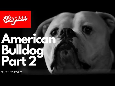 American Bulldog Part 2