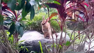 One Englishman Is To Blame For Australias Rabbit Infestation