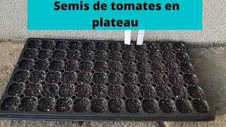 Semis de tomates en plateau