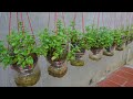 It's easy to grow mint in plastic bottles. Grows very quickly and requires no care