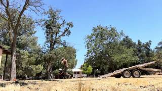 Falling locust tree onto trailer